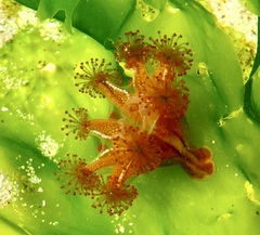 Haliclystus sanjuanensis