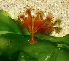 Haliclystus sanjuanensis