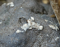 Pheidole megacephala