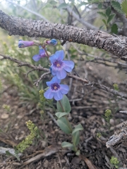 Penstemon mucronatus
