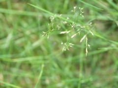 Agrostis canina