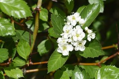 Crataegus succulenta