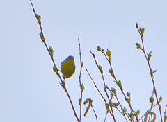 Leiothlypis ruficapilla image