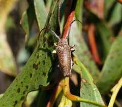 Rhytiphora decipiens