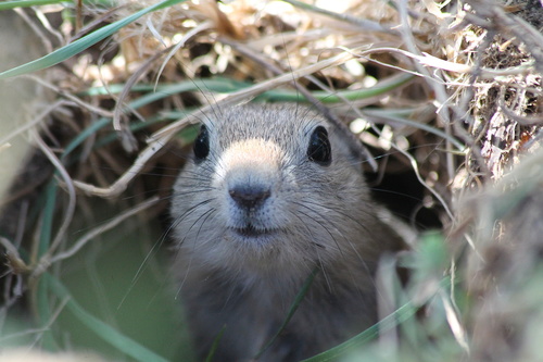Wyoming Ground Squirrel photographed in Wyoming