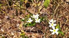 Tabernaemontana amygdalifolia