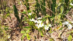 Tabernaemontana amygdalifolia