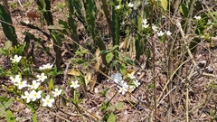 Tabernaemontana amygdalifolia