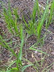 Panicum hemitomon