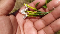 Tabernaemontana amygdalifolia