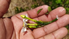 Tabernaemontana amygdalifolia