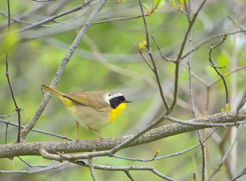 Mascarita común (Geothlypis trichas)