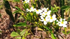 Tabernaemontana amygdalifolia