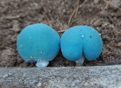 Coprinopsis pulchricaerulea