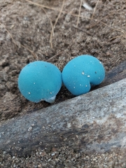 Coprinopsis pulchricaerulea