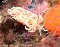 Phyllodesmium serratum