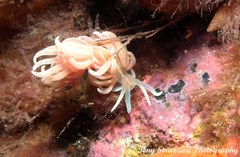 Phyllodesmium serratum