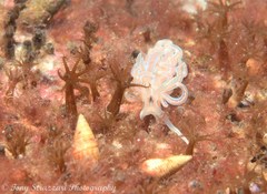 Phyllodesmium serratum