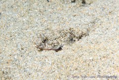 Favonigobius lateralis