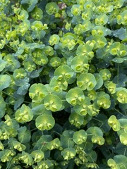 Euphorbia commutata