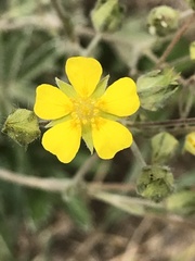 Potentilla concinna