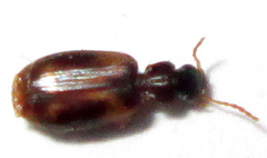 Mesolestes