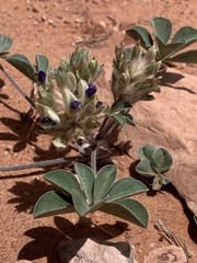 Pediomelum megalanthum