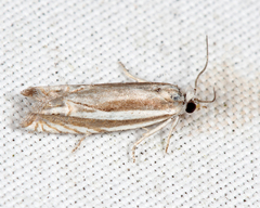 Eucosma striatana