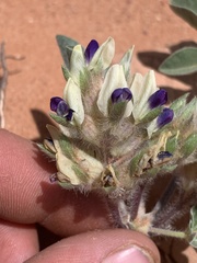 Pediomelum megalanthum