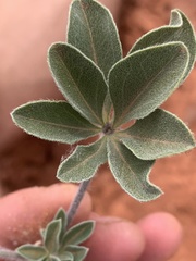 Pediomelum megalanthum