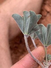 Pediomelum megalanthum