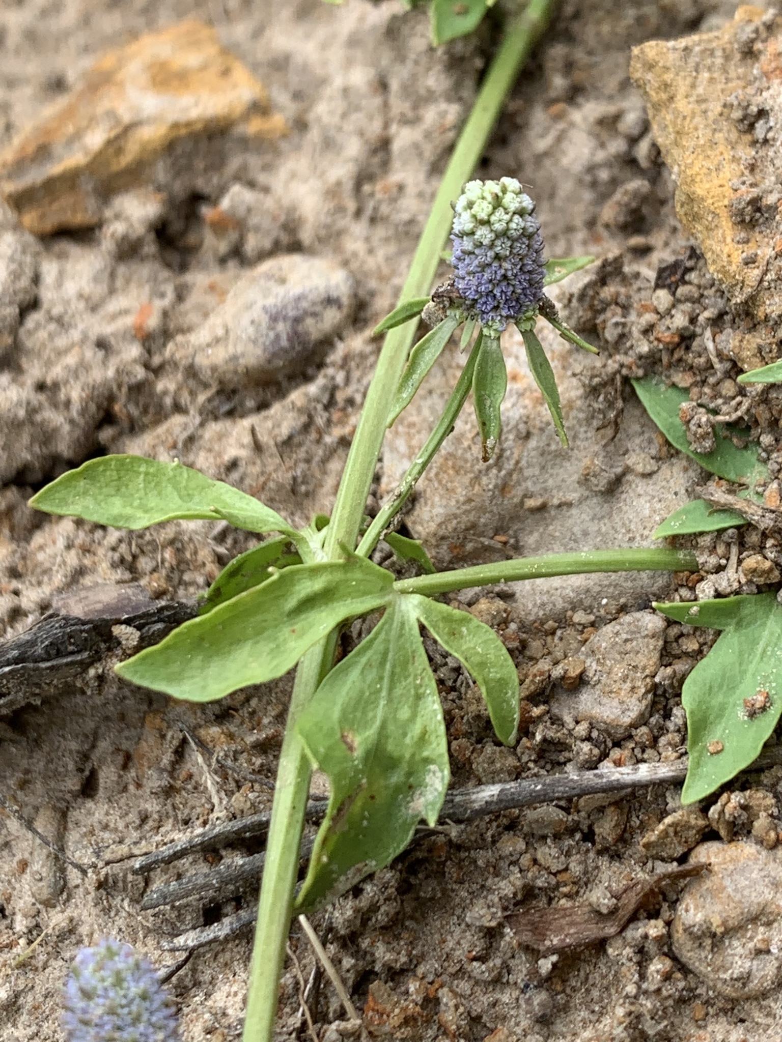 Eryngium prostratum Nutt. ex DC.