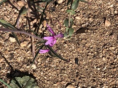 Clarkia xantiana