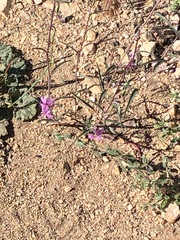 Clarkia xantiana