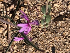 Clarkia xantiana
