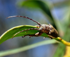 Rhytiphora decipiens