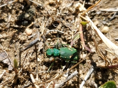Cicindela ohlone