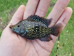 Herichthys carpintis