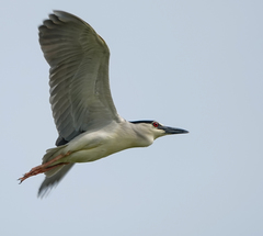 Nycticorax nycticorax