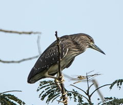 Nycticorax nycticorax