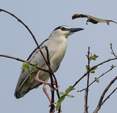 Nycticorax nycticorax