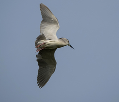 Nycticorax nycticorax