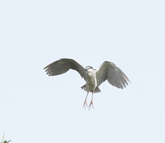 Nycticorax nycticorax