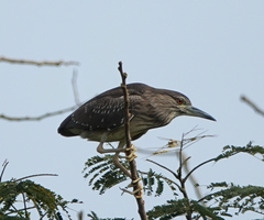 Nycticorax nycticorax