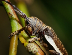 Rhytiphora decipiens