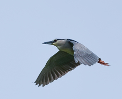 Nycticorax nycticorax