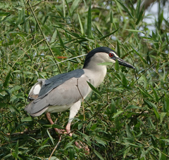 Nycticorax nycticorax