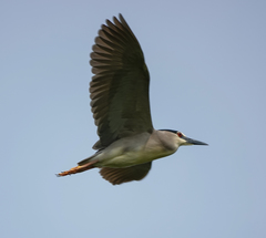 Nycticorax nycticorax