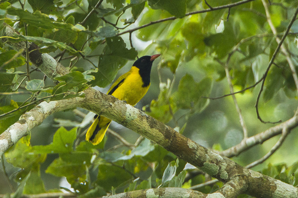 Black-winged Oriole photo