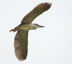 Nycticorax nycticorax